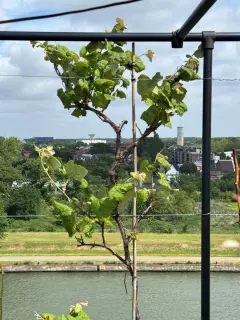 Urban berry farming project at the Silo